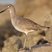 Willet